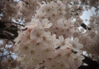 桜の写真　サクラ